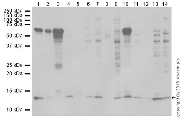 Western blot - Anti-Histone H2A (crotonyl K125) antibody [EP18770] - BSA and Azide free (AB284853)