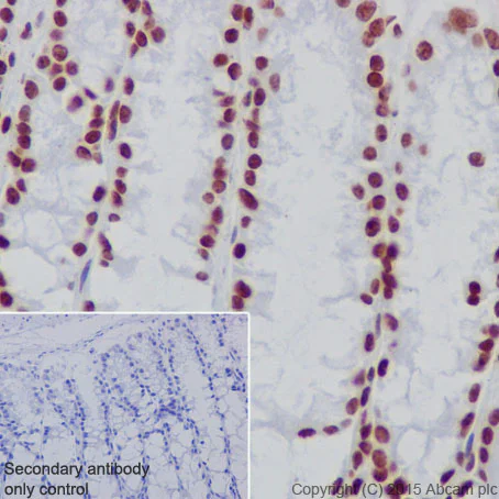 Immunohistochemistry (Formalin/PFA-fixed paraffin-embedded sections) - Anti-Histone H2A (hydroxyl Y39) antibody [EPR17683] - BSA and Azide free (AB249961)