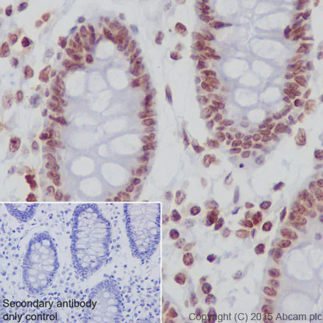 Immunohistochemistry (Formalin/PFA-fixed paraffin-embedded sections) - Anti-Histone H2A (hydroxyl Y39) antibody [EPR17683] - BSA and Azide free (AB249961)