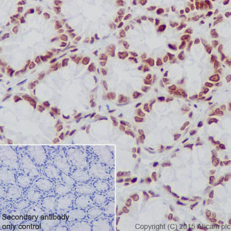 Immunohistochemistry (Formalin/PFA-fixed paraffin-embedded sections) - Anti-Histone H2A (hydroxyl Y39) antibody [EPR17683] - BSA and Azide free (AB249961)