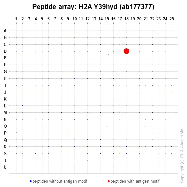 Peptide Array - Anti-Histone H2A (hydroxyl Y39) antibody [EPR17683] - BSA and Azide free (AB249961)