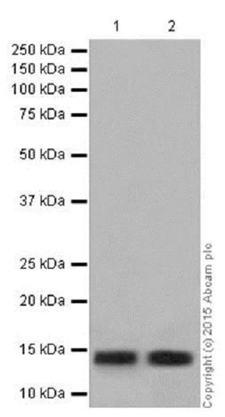 Western blot - Anti-Histone H2A (hydroxyl Y39) antibody [EPR17683] - BSA and Azide free (AB249961)