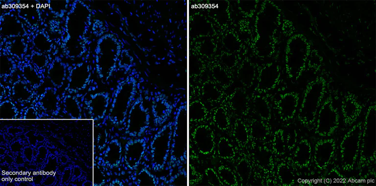 Immunohistochemistry (Frozen sections) - Anti-Histone H2A (me2sR3) + Histone H4 (me2sR3) antibody [EPR27303-14] - BSA and Azide free (AB309355)