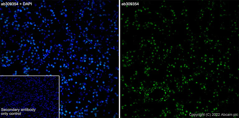 Immunohistochemistry (Frozen sections) - Anti-Histone H2A (me2sR3) + Histone H4 (me2sR3) antibody [EPR27303-14] - BSA and Azide free (AB309355)