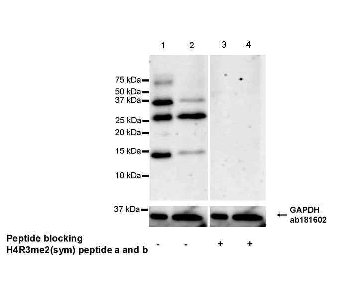 Western blot - Anti-Histone H2A (me2sR3) + Histone H4 (me2sR3) antibody [EPR27303-14] - BSA and Azide free (AB309355)