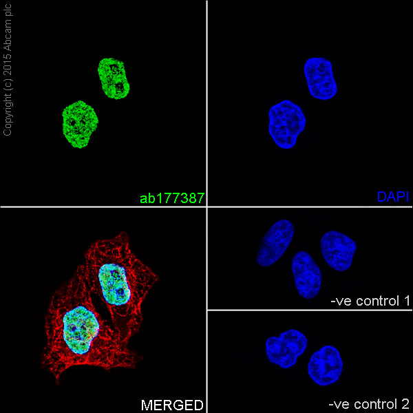 Immunocytochemistry/ Immunofluorescence - Anti-Histone H2A (mono methyl K118) antibody [EPR17488] (AB177387)