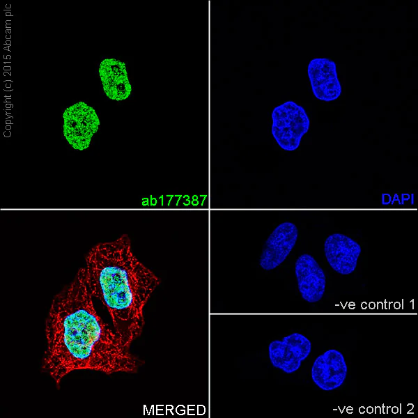 Immunocytochemistry/ Immunofluorescence - Anti-Histone H2A (mono methyl K118) antibody [EPR17488] (AB177387)