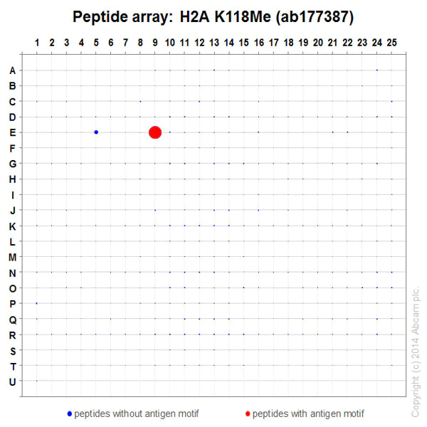 Peptide Array - Anti-Histone H2A (mono methyl K118) antibody [EPR17488] - BSA and Azide free (AB249962)