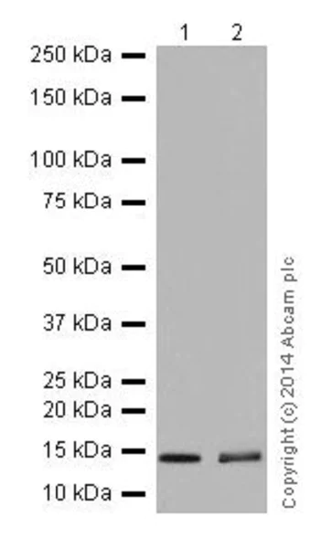 Western blot - Anti-Histone H2A (mono methyl K118) antibody [EPR17488] - BSA and Azide free (AB249962)