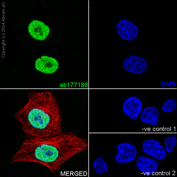 Immunocytochemistry/ Immunofluorescence - Anti-Histone H2A (mono methyl R3) + Histone H4 (mono methyl R3) antibody [EPR16995] (AB177186)