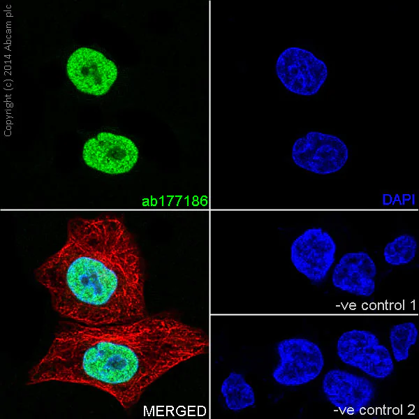 Immunocytochemistry/ Immunofluorescence - Anti-Histone H2A (mono methyl R3) + Histone H4 (mono methyl R3) antibody [EPR16995] (AB177186)