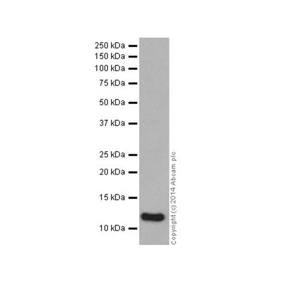 Western blot - Anti-Histone H2A (mono methyl R3) + Histone H4 (mono methyl R3) antibody [EPR16995] (AB177186)