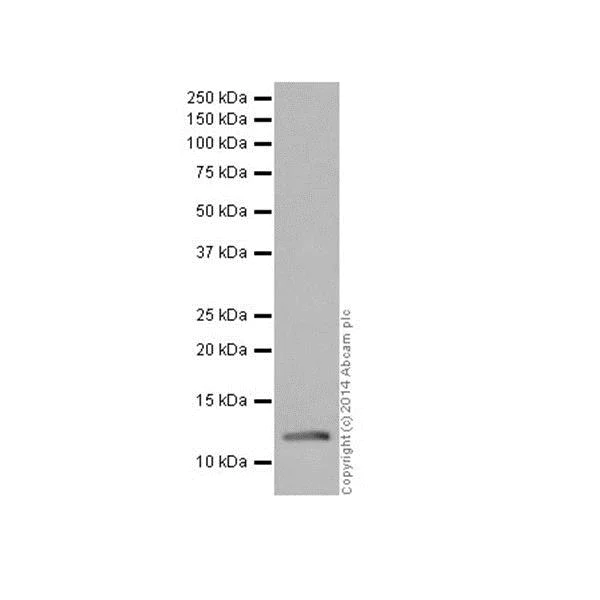 Western blot - Anti-Histone H2A (mono methyl R3) + Histone H4 (mono methyl R3) antibody [EPR16995] (AB177186)