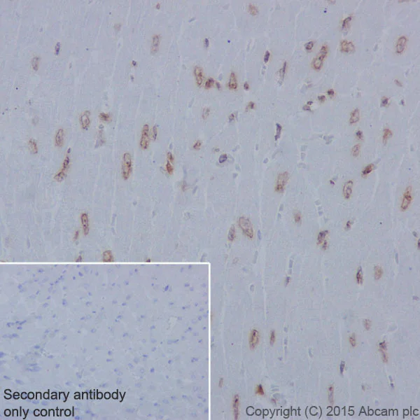 Immunohistochemistry (Formalin/PFA-fixed paraffin-embedded sections) - Anti-Histone H2A (phospho S1) + Histone H4 (phospho S1) antibody [EPR18184] (AB177309)