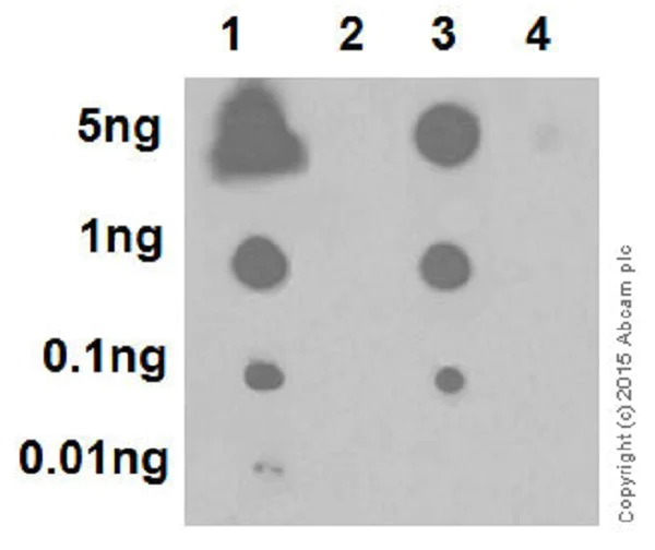 Dot Blot - Anti-Histone H2A (phospho S1) + Histone H4 (phospho S1) antibody [EPR18184] - BSA and Azide free (AB249959)