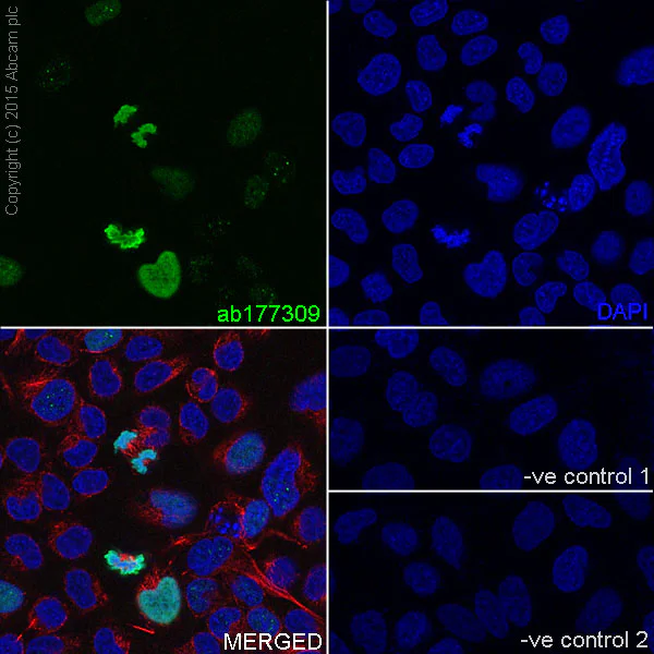 Immunocytochemistry/ Immunofluorescence - Anti-Histone H2A (phospho S1) + Histone H4 (phospho S1) antibody [EPR18184] - BSA and Azide free (AB249959)