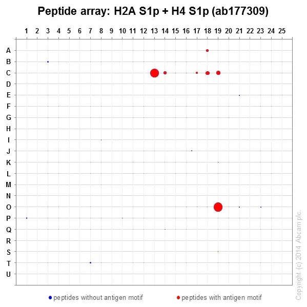 Peptide Array - Anti-Histone H2A (phospho S1) + Histone H4 (phospho S1) antibody [EPR18184] - BSA and Azide free (AB249959)