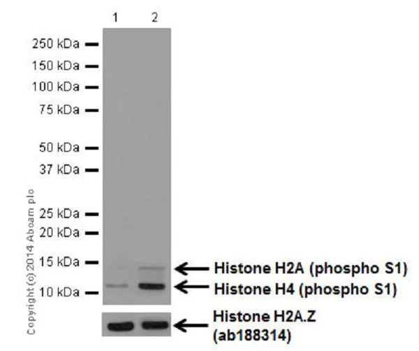 Western blot - Anti-Histone H2A (phospho S1) + Histone H4 (phospho S1) antibody [EPR18184] - BSA and Azide free (AB249959)