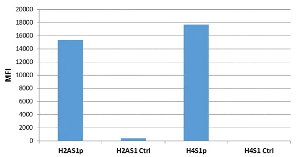 ELISA - Anti-Histone H2A (phospho S1) + Histone H4 (phospho S1) antibody [RM216] (AB222765)