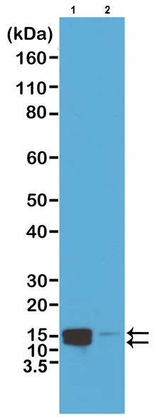 Western blot - Anti-Histone H2A (phospho S1) + Histone H4 (phospho S1) antibody [RM216] (AB222765)