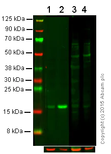 Western blot - Anti-Histone H2A (phospho S129) antibody (AB15083)