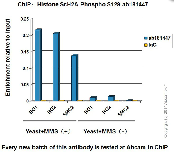 ChIP - Anti-Histone H2A (phospho S129) antibody [EPR17588] - BSA and Azide free (AB241390)
