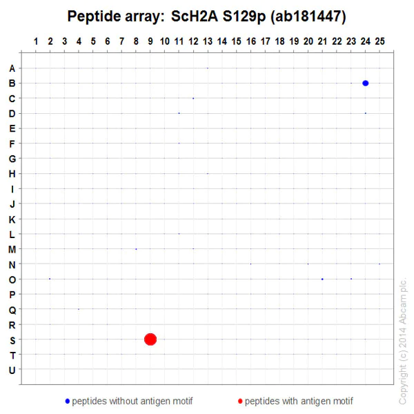 Peptide Array - Anti-Histone H2A (phospho S129) antibody [EPR17588] - ChIP Grade (AB181447)