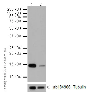 Western blot - Anti-Histone H2A (phospho S129) antibody [EPR17588] - ChIP Grade (AB181447)