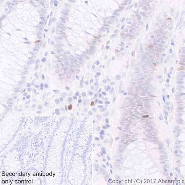 Immunohistochemistry (Formalin/PFA-fixed paraffin-embedded sections) - Anti-Histone H2A (phospho T120) antibody [EPR17492] - BSA and Azide free (AB249963)