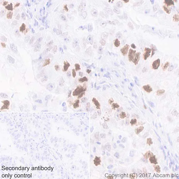 Immunohistochemistry (Formalin/PFA-fixed paraffin-embedded sections) - Anti-Histone H2A (phospho T120) antibody [EPR17492] - BSA and Azide free (AB249963)