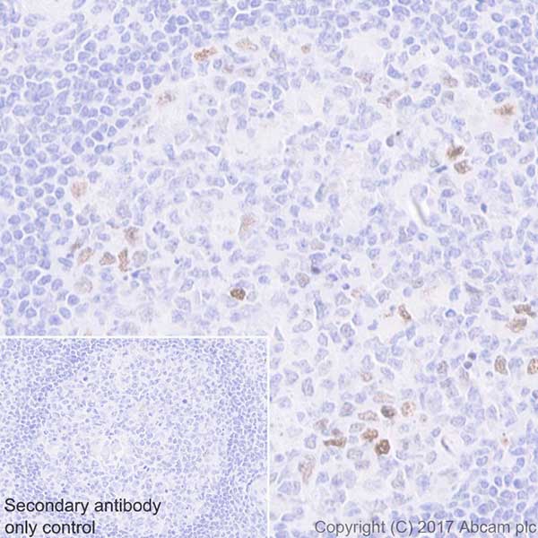 Immunohistochemistry (Formalin/PFA-fixed paraffin-embedded sections) - Anti-Histone H2A (phospho T120) antibody [EPR17492] - BSA and Azide free (AB249963), expandable thumbnail