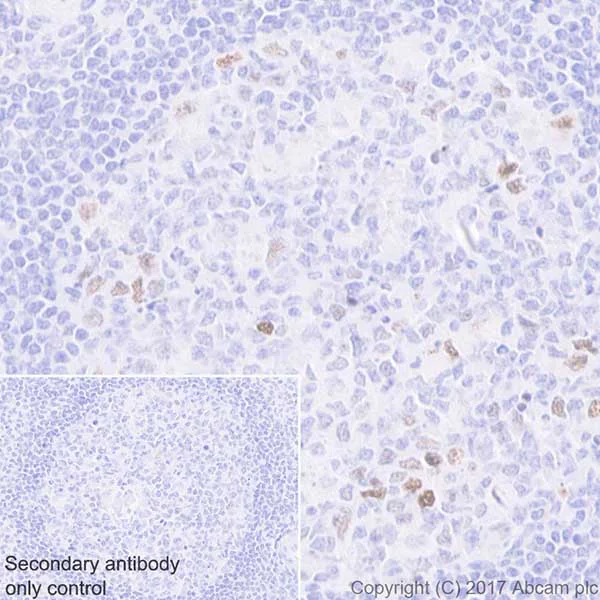 Immunohistochemistry (Formalin/PFA-fixed paraffin-embedded sections) - Anti-Histone H2A (phospho T120) antibody [EPR17492] - BSA and Azide free (AB249963)