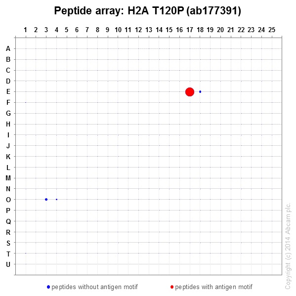 Peptide Array - Anti-Histone H2A (phospho T120) antibody [EPR17492] - BSA and Azide free (AB249963), expandable thumbnail