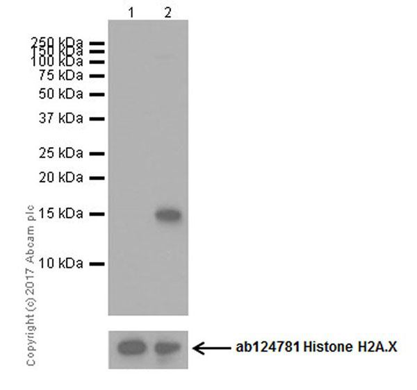 Western blot - Anti-Histone H2A (phospho T120) antibody [EPR17492] - BSA and Azide free (AB249963), expandable thumbnail