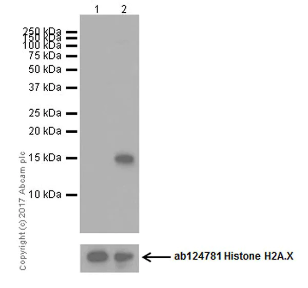 Western blot - Anti-Histone H2A (phospho T120) antibody [EPR17492] - BSA and Azide free (AB249963)