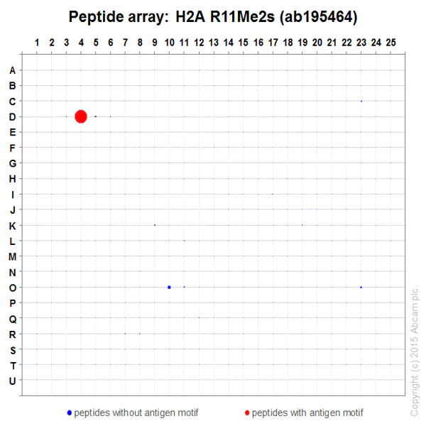 Peptide Array - Anti-Histone H2A (symmetric di methyl R11) antibody [E18766] - BSA and Azide free (AB251207)