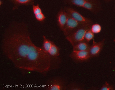 Immunocytochemistry/ Immunofluorescence - Anti-Histone H2A (symmetric di methyl R3) antibody (AB22397)
