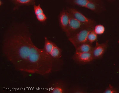 Immunocytochemistry/ Immunofluorescence - Anti-Histone H2A (symmetric di methyl R3) antibody (AB22397)