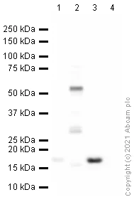Western blot - Anti-Histone H2A (symmetric di methyl R3) antibody (AB22397)