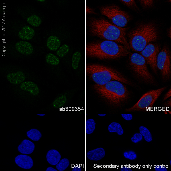 Immunocytochemistry/ Immunofluorescence - Anti-Histone H2A (symmetric di methyl R3) + Histone H4 (symmetric di methyl R3) antibody [EPR27303-14] (ab309354), expandable thumbnail