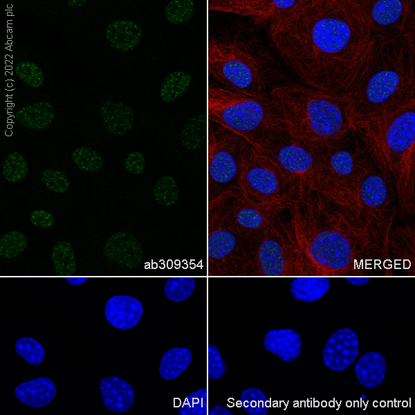 Immunocytochemistry/ Immunofluorescence - Anti-Histone H2A (symmetric di methyl R3) + Histone H4 (symmetric di methyl R3) antibody [EPR27303-14] (ab309354), expandable thumbnail