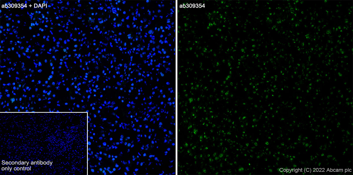 Immunohistochemistry (Frozen sections) - Anti-Histone H2A (symmetric di methyl R3) + Histone H4 (symmetric di methyl R3) antibody [EPR27303-14] (ab309354), expandable thumbnail