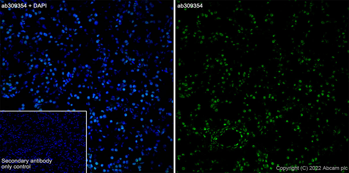 Immunohistochemistry (Frozen sections) - Anti-Histone H2A (symmetric di methyl R3) + Histone H4 (symmetric di methyl R3) antibody [EPR27303-14] (ab309354), expandable thumbnail