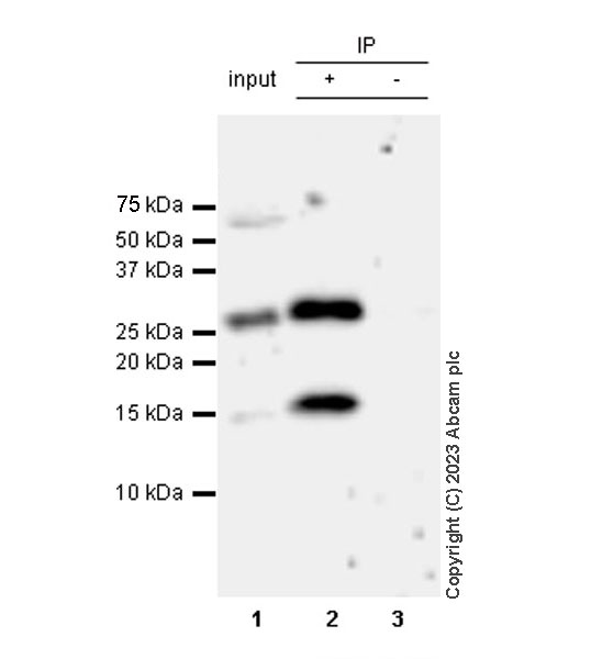 Immunoprecipitation - Anti-Histone H2A (symmetric di methyl R3) + Histone H4 (symmetric di methyl R3) antibody [EPR27303-14] (ab309354), expandable thumbnail