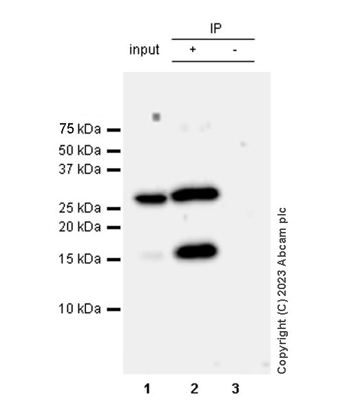 Immunoprecipitation - Anti-Histone H2A (symmetric di methyl R3) + Histone H4 (symmetric di methyl R3) antibody [EPR27303-14] (ab309354), expandable thumbnail