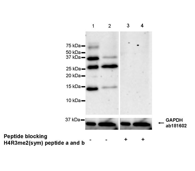 Western blot - Anti-Histone H2A (symmetric di methyl R3) + Histone H4 (symmetric di methyl R3) antibody [EPR27303-14] (AB309354), expandable thumbnail