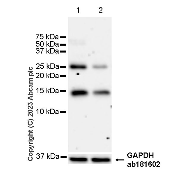 Western blot - Anti-Histone H2A (symmetric di methyl R3) + Histone H4 (symmetric di methyl R3) antibody [EPR27303-14] (ab309354), expandable thumbnail