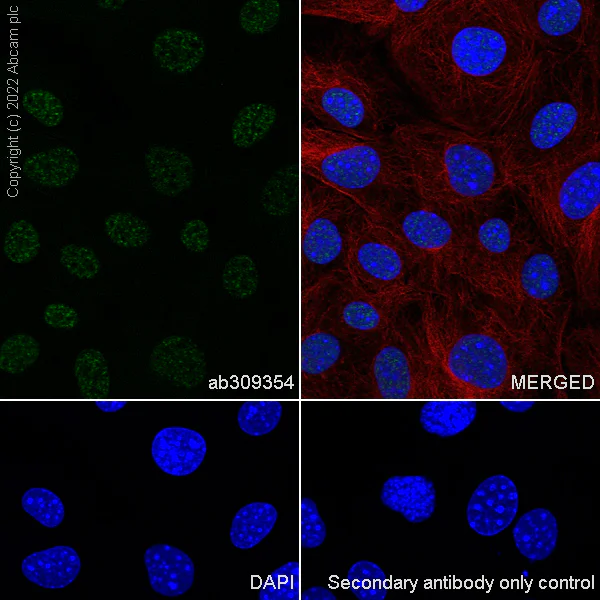 Immunocytochemistry/ Immunofluorescence - Anti-Histone H2A (symmetric di methyl R3)+Histone H4 (symmetric di methyl R3) antibody [EPR27303-14] (AB309354)