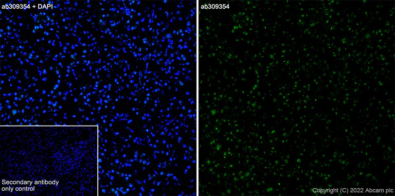 Immunohistochemistry (Frozen sections) - Anti-Histone H2A (symmetric di methyl R3)+Histone H4 (symmetric di methyl R3) antibody [EPR27303-14] (AB309354)