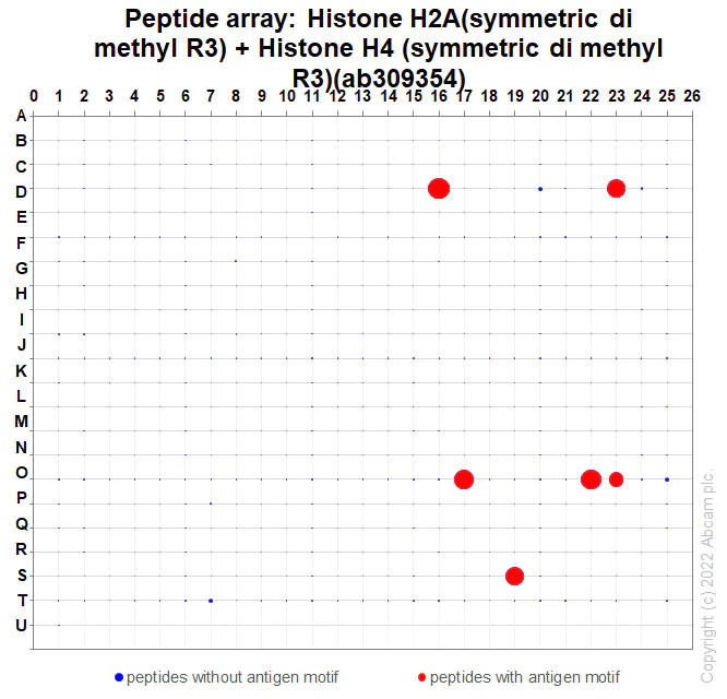 Peptide Array - Anti-Histone H2A (symmetric di methyl R3)+Histone H4 (symmetric di methyl R3) antibody [EPR27303-14] (AB309354)